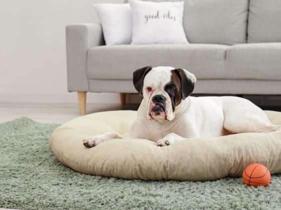 Best Pet Beds for Dogs