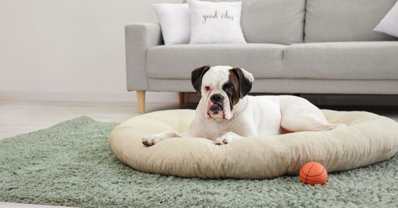 Best Pet Beds for Dogs