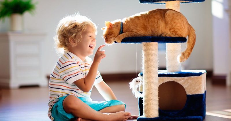 10 Essentials Things Your Cat Needs at Home