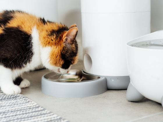 Smart Pet Gadgets: Top 10 Picks for Hassle-Free Daily Care