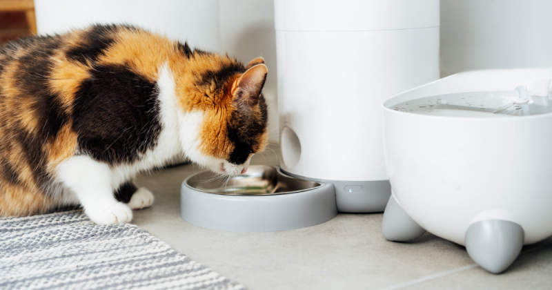 Smart Pet Gadgets: Top 10 Picks for Hassle-Free Daily Care