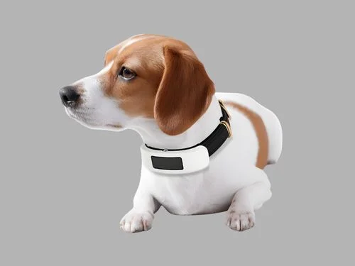 Trusted GPS Collars With Geofencing Pet Owners Love