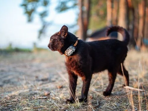 Trusted GPS Collars With Geofencing Pet Owners Love